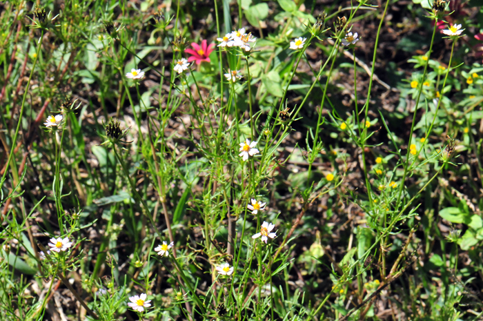 Southwestern Cosmos blooms from July to October and prefers elevations from 4,000 to 9,000 feet (1,219-2,743 m). Preferred habitats vary from open areas in pine communities, on slopes, hillsides and canyons and disturbed areas. Cosmos parviflorus